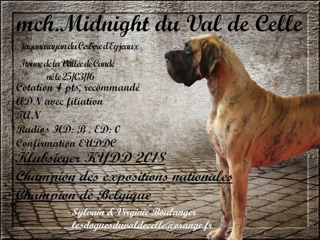 CH. Midnight Du Val De Celle