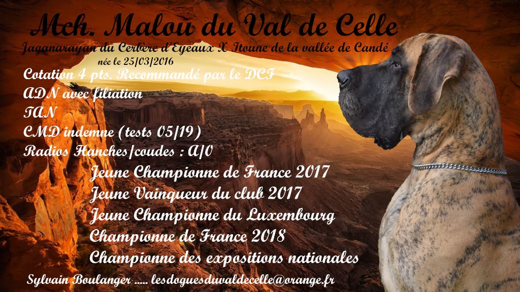 CH. Malou Du Val De Celle