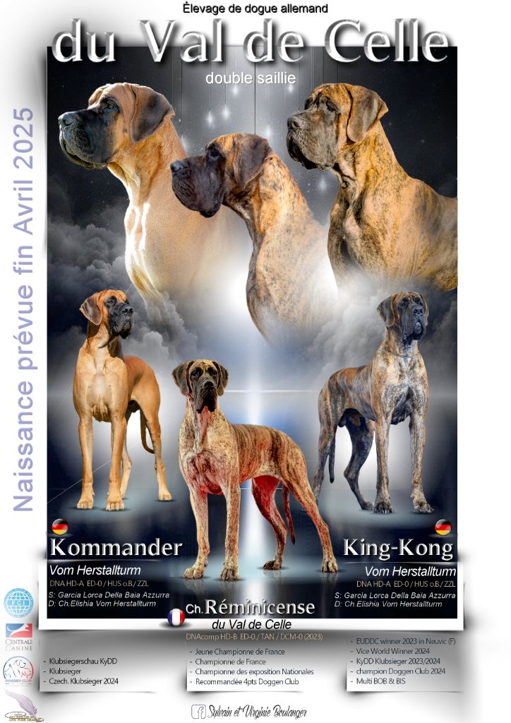 Chiot Dogue allemand Du Val De Celle