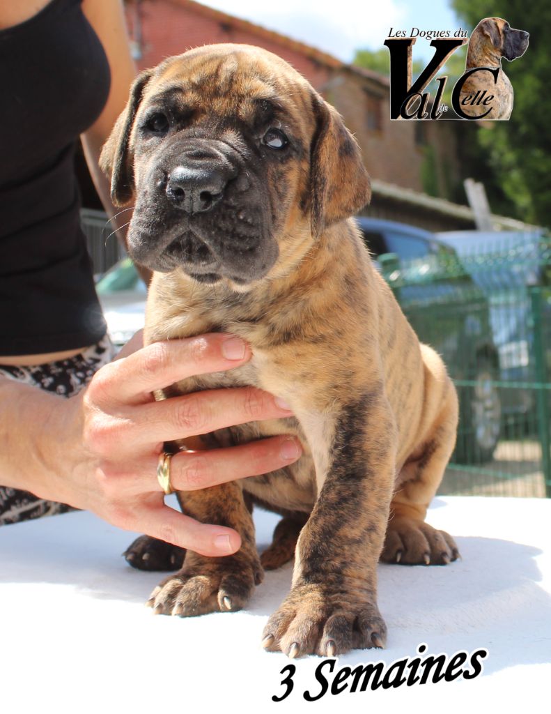 Du Val De Celle - Chiots disponibles - Dogue allemand
