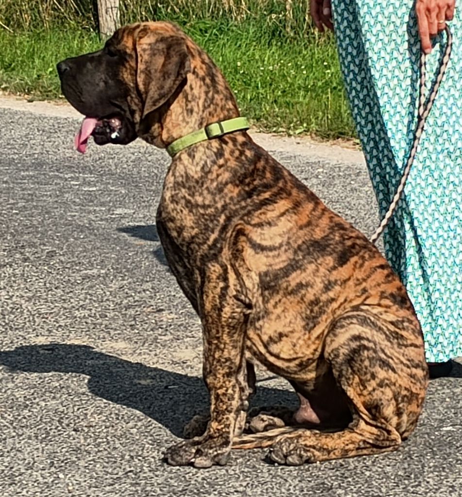 Du Val De Celle - Chiots disponibles - Dogue allemand