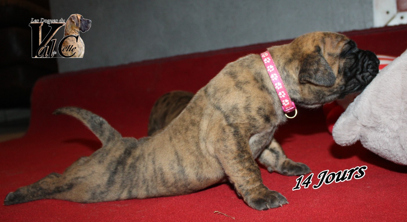 Du Val De Celle - Chiots disponibles - Dogue allemand