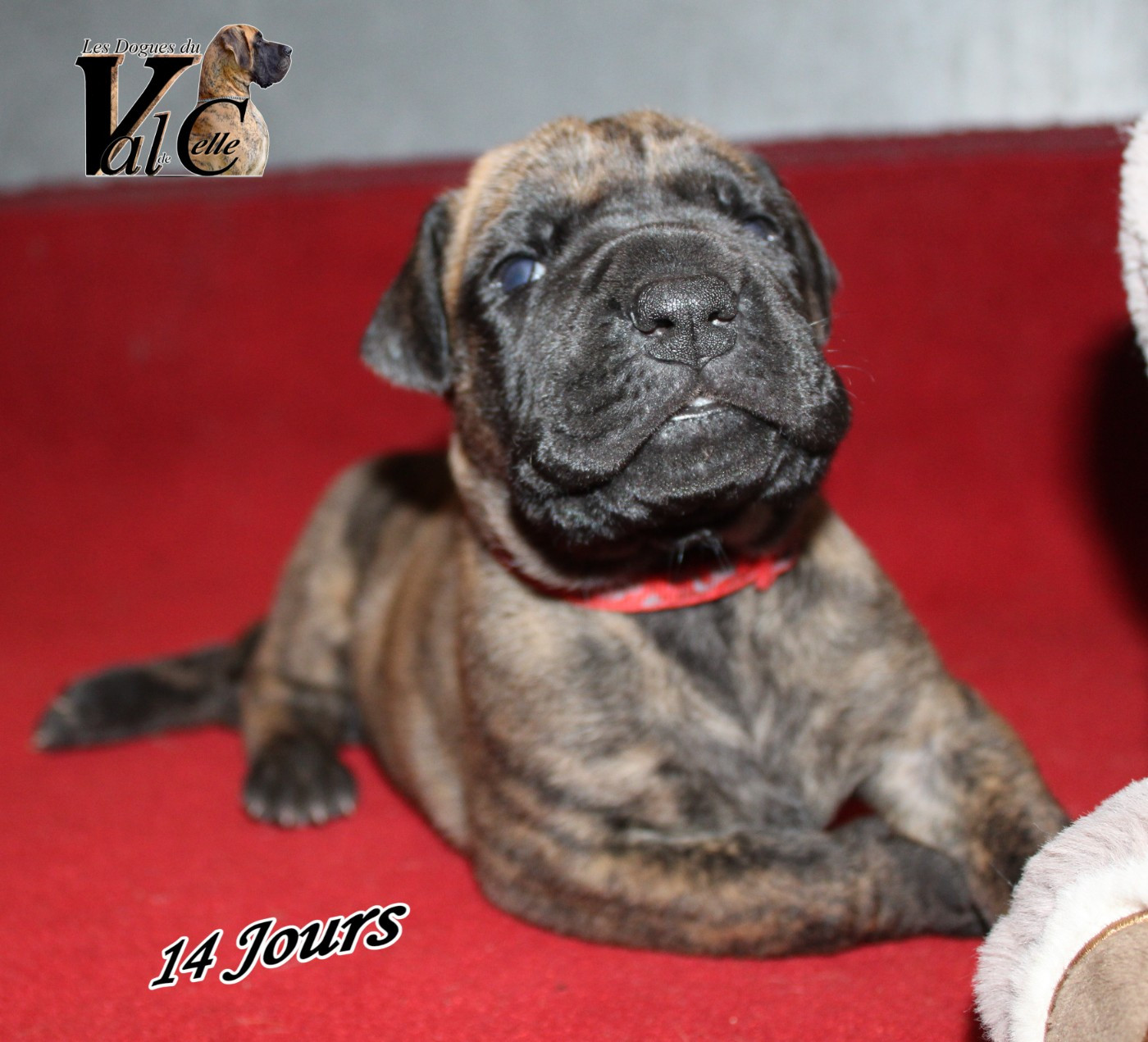 Du Val De Celle - Chiots disponibles - Dogue allemand