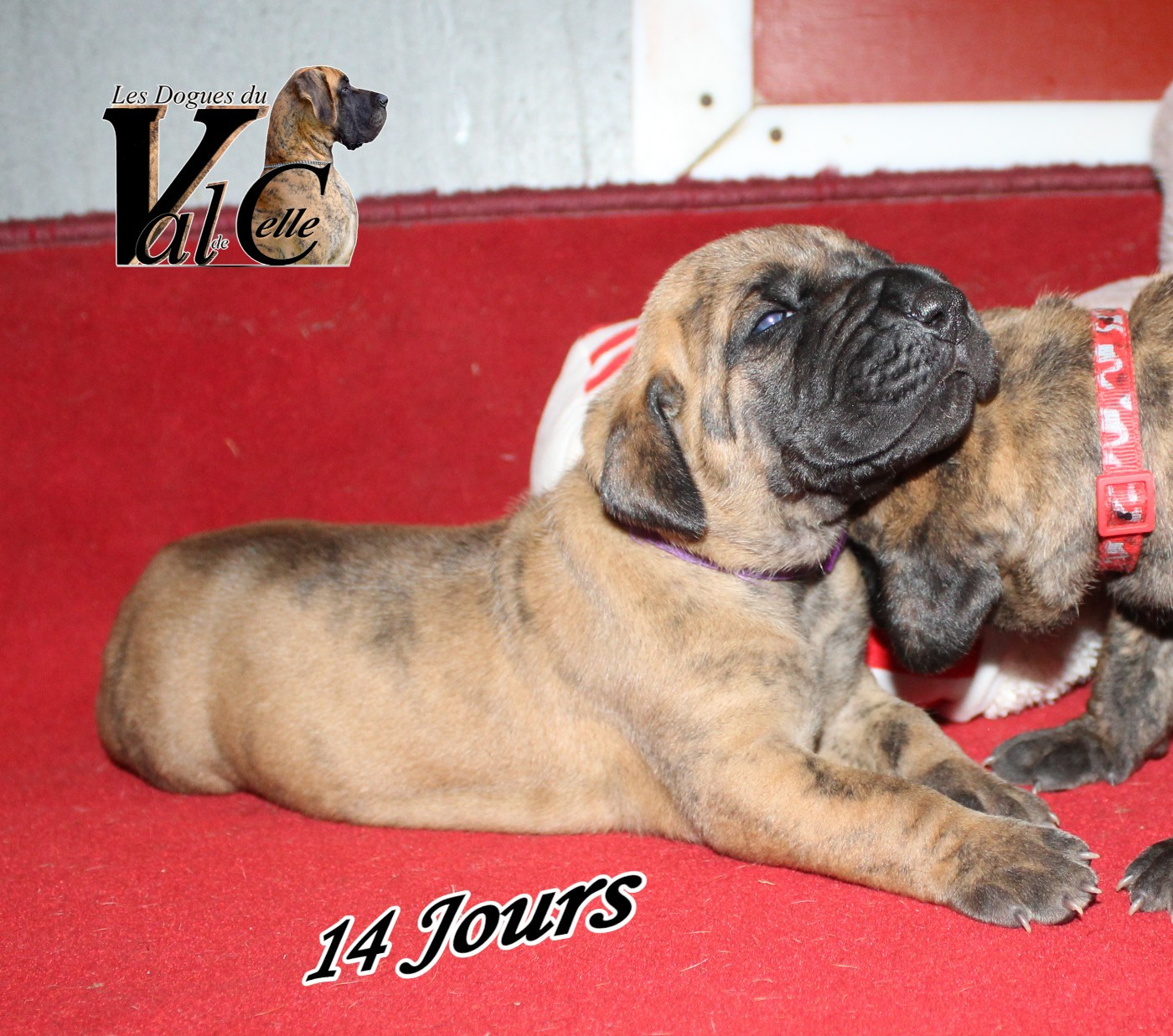 Du Val De Celle - Chiots disponibles - Dogue allemand