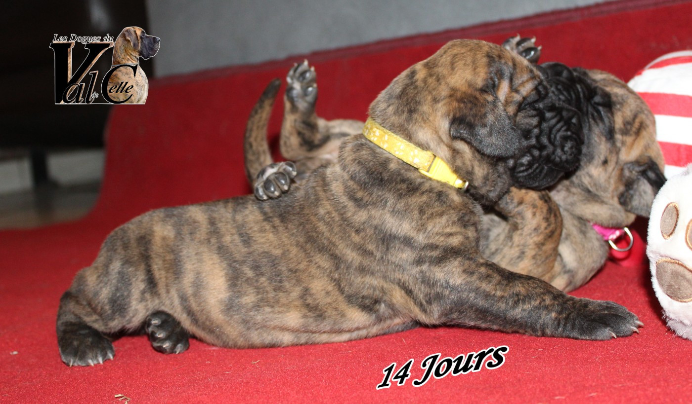 Du Val De Celle - Chiots disponibles - Dogue allemand