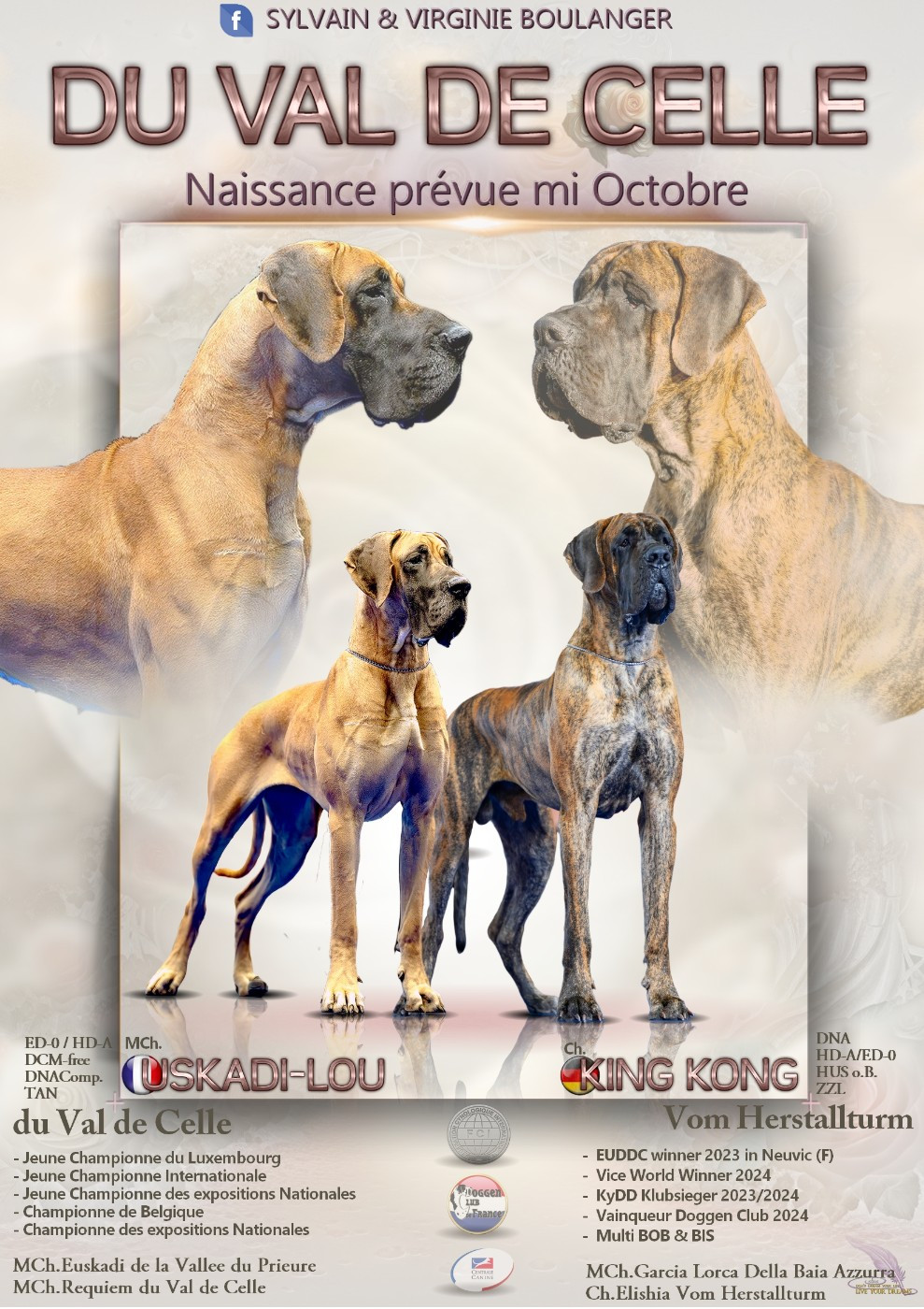 Chiot Dogue allemand Du Val De Celle