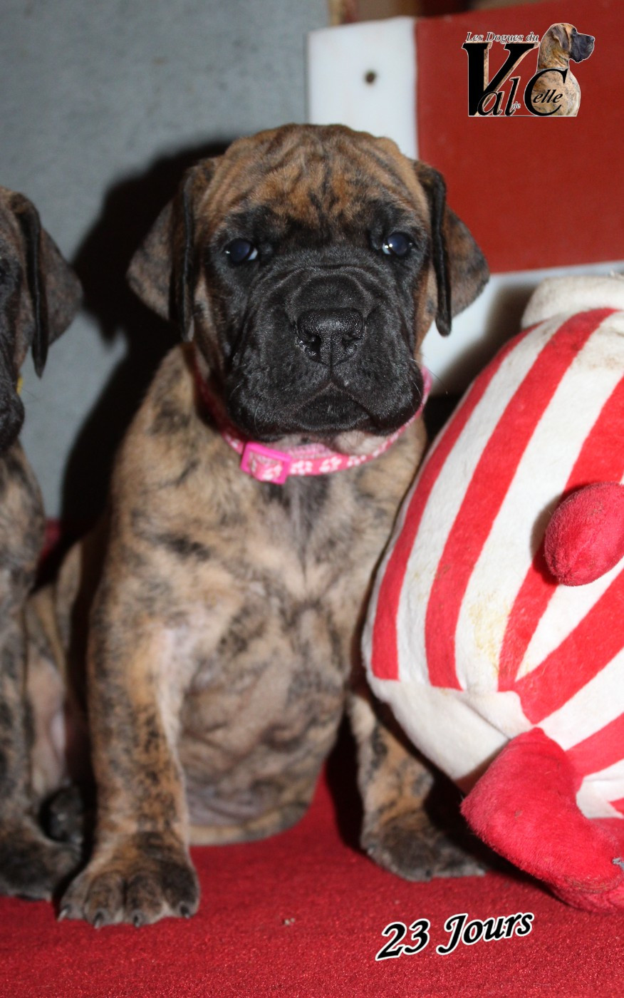 Du Val De Celle - Chiots disponibles - Dogue allemand