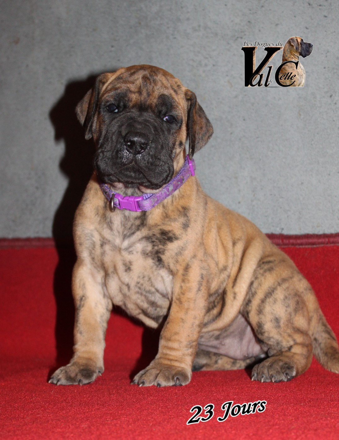 Du Val De Celle - Chiots disponibles - Dogue allemand