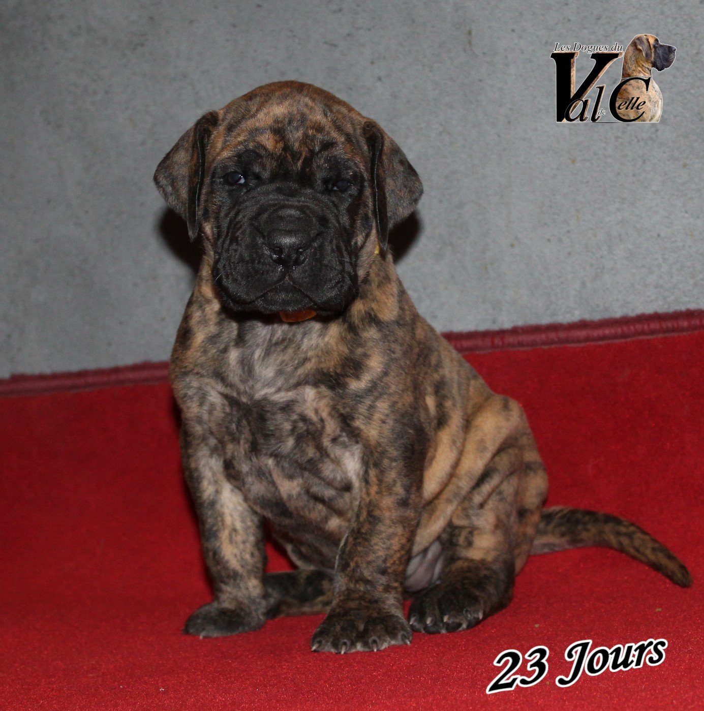 Du Val De Celle - Chiots disponibles - Dogue allemand