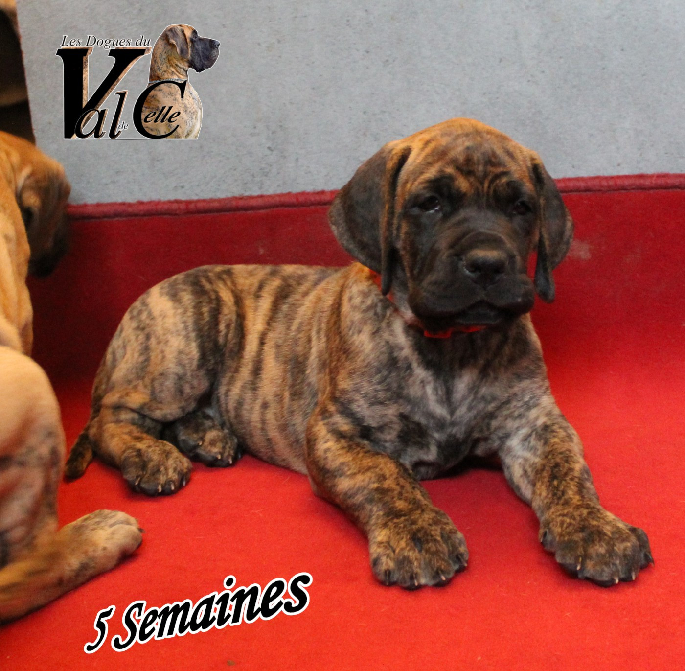 Du Val De Celle - Chiots disponibles - Dogue allemand