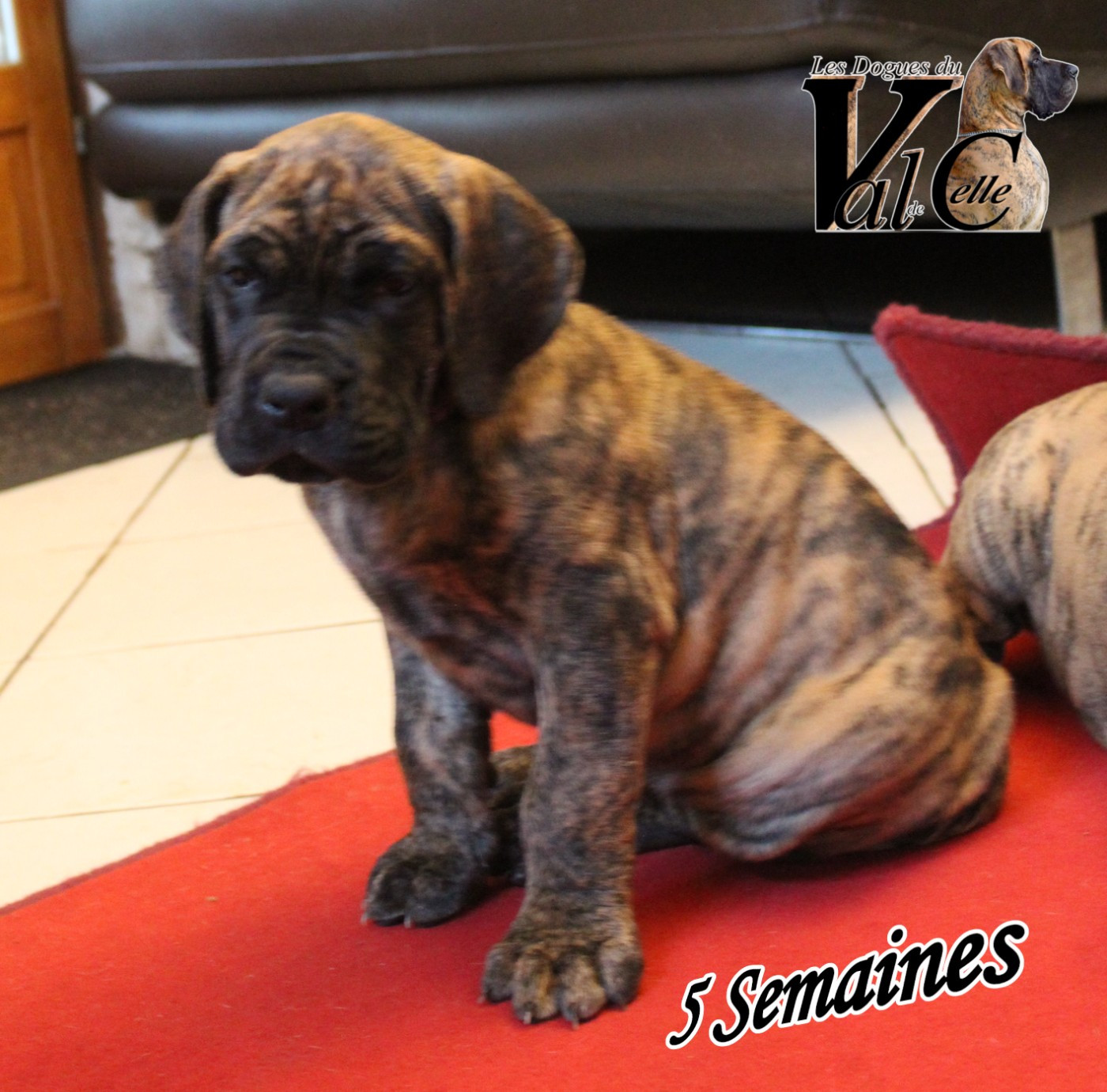 Du Val De Celle - Chiots disponibles - Dogue allemand