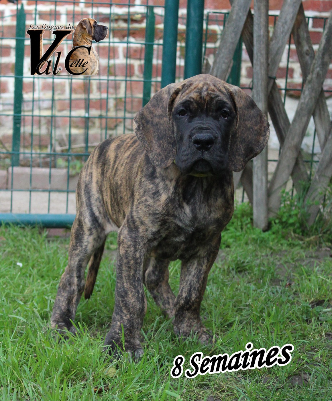 Du Val De Celle - Chiots disponibles - Dogue allemand