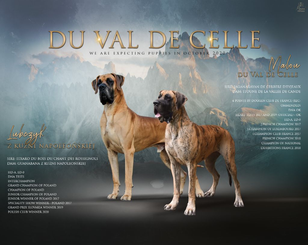 Chiot Dogue allemand Du Val De Celle