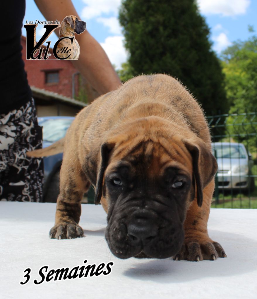 Du Val De Celle - Chiots disponibles - Dogue allemand