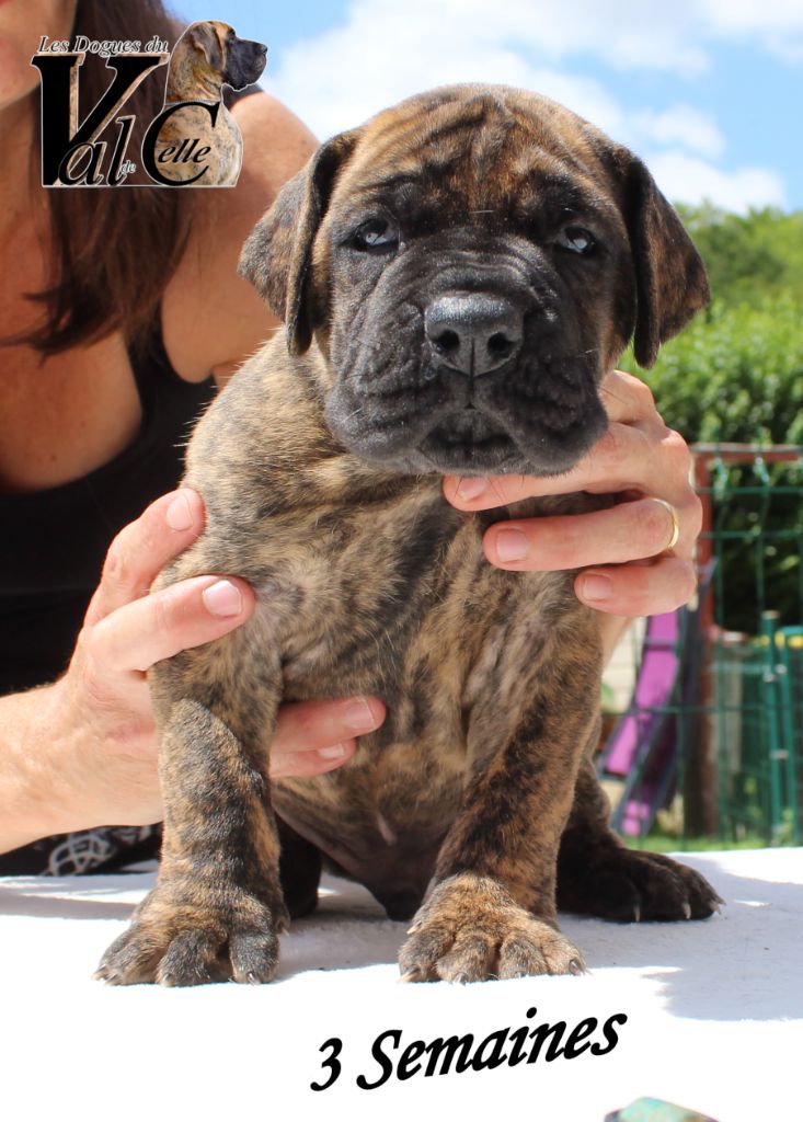 Du Val De Celle - Chiots disponibles - Dogue allemand