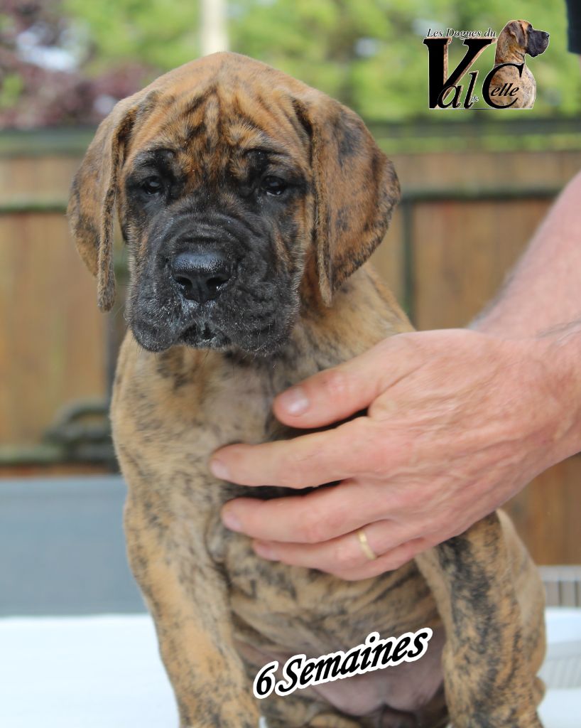 Du Val De Celle - Chiots disponibles - Dogue allemand