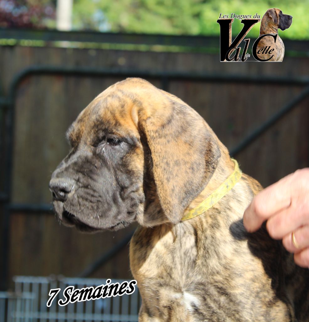 Du Val De Celle - Chiots disponibles - Dogue allemand