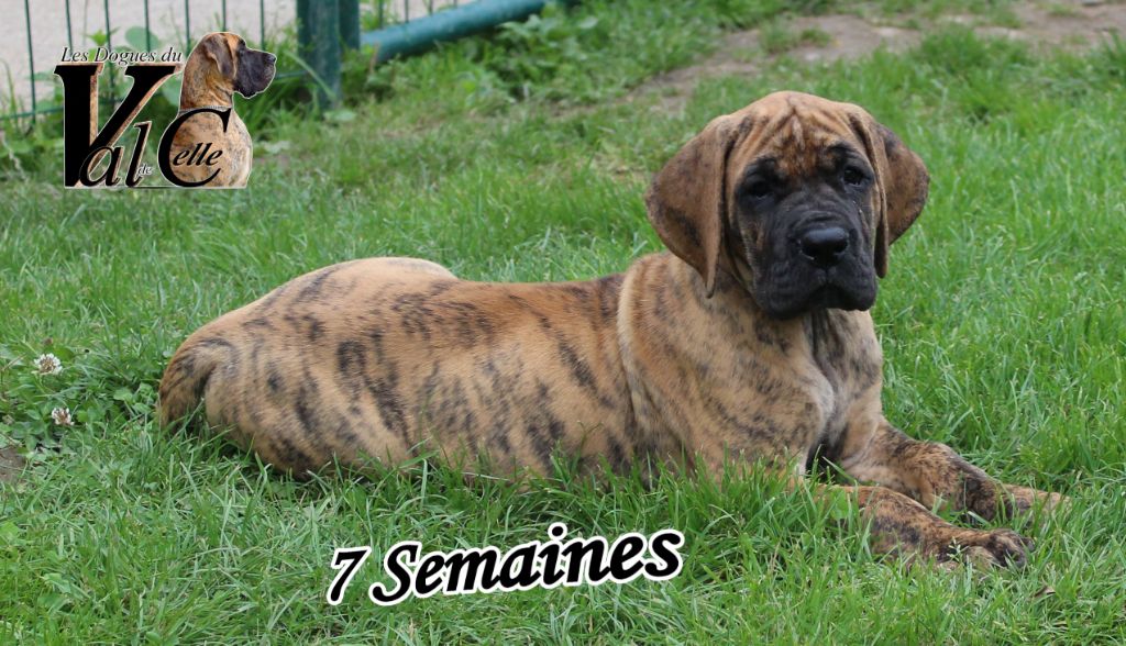 Du Val De Celle - Chiots disponibles - Dogue allemand