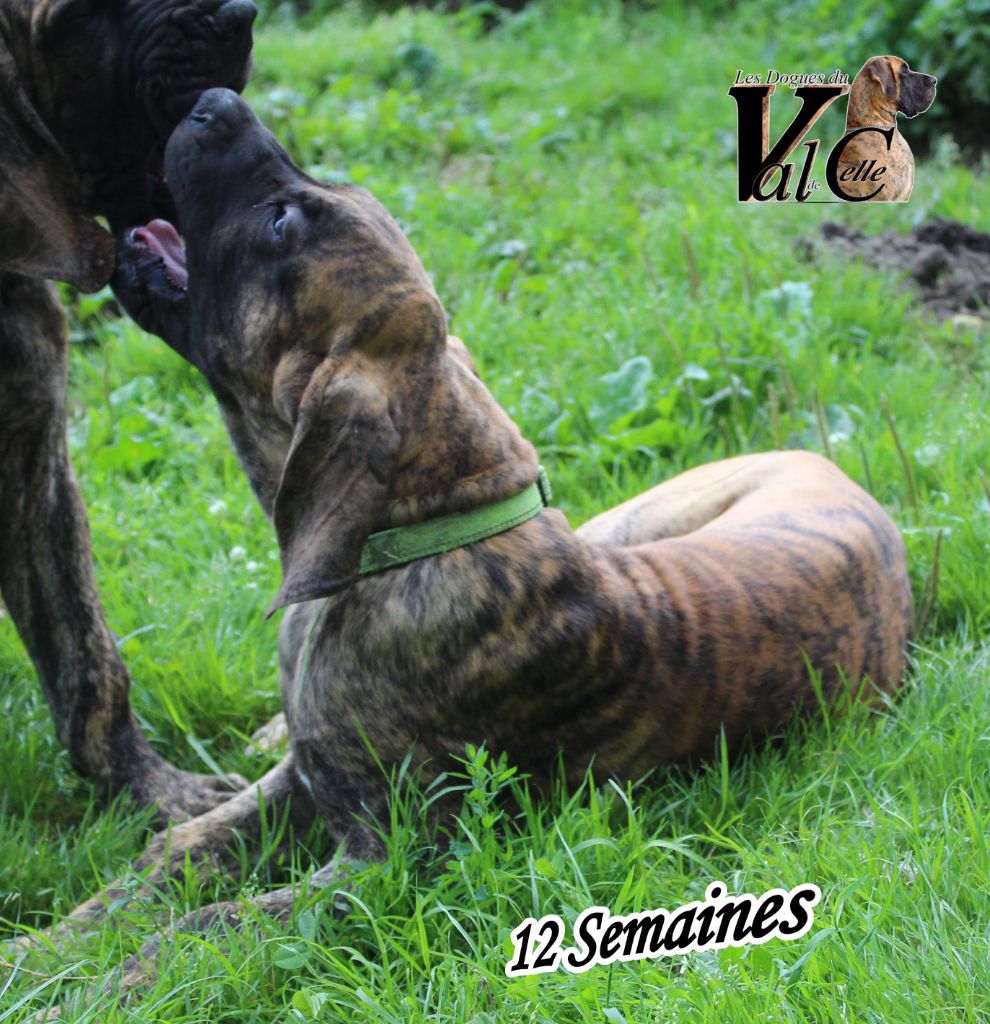 Du Val De Celle - Chiots disponibles - Dogue allemand