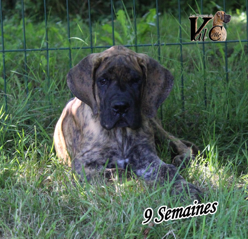 Du Val De Celle - Chiots disponibles - Dogue allemand
