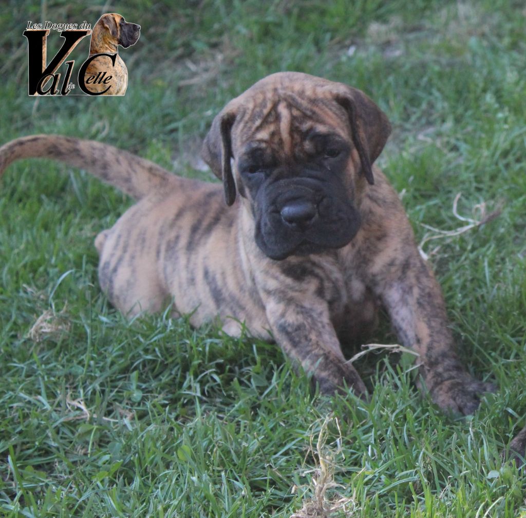 Du Val De Celle - Chiots disponibles - Dogue allemand