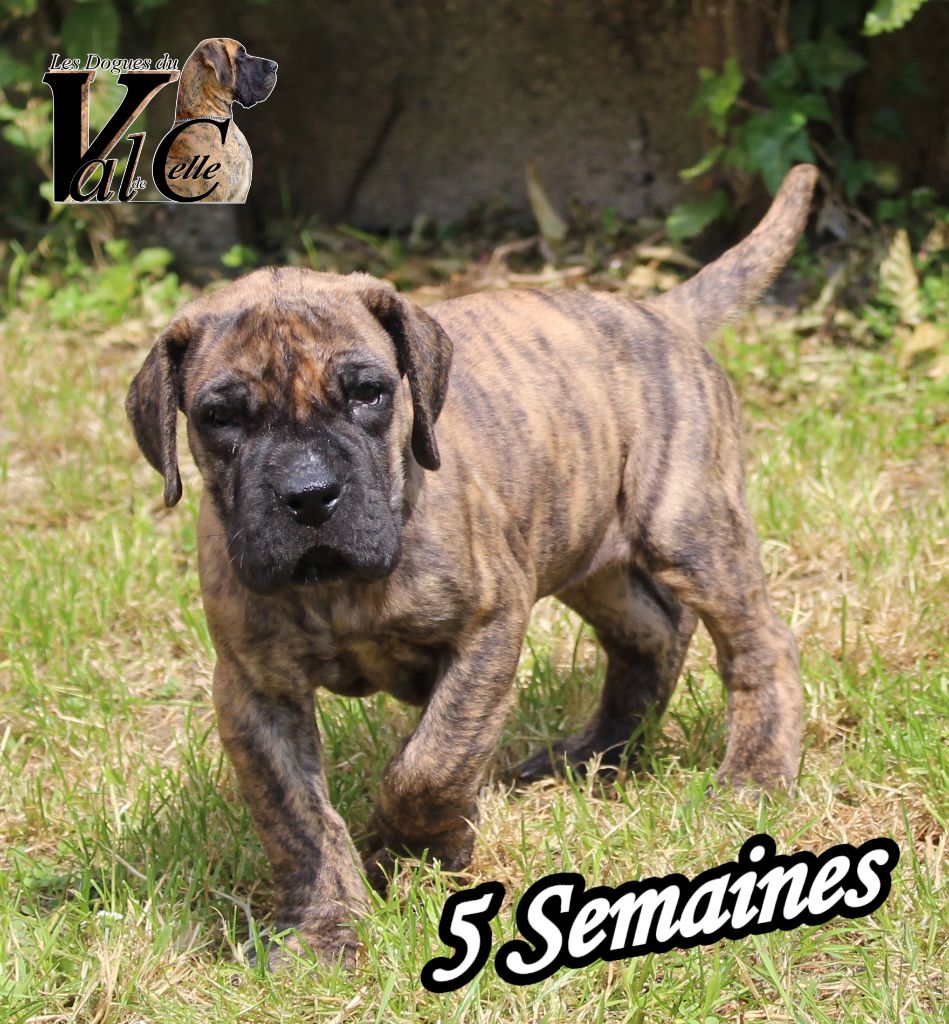 Du Val De Celle - Chiots disponibles - Dogue allemand