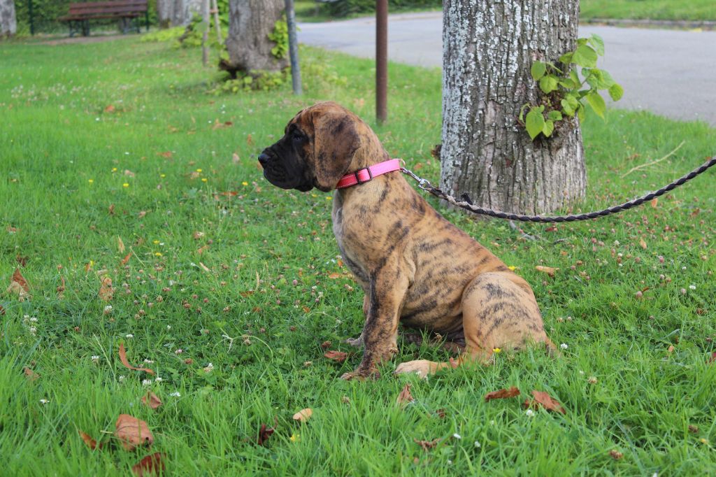 Du Val De Celle - Chiots disponibles - Dogue allemand