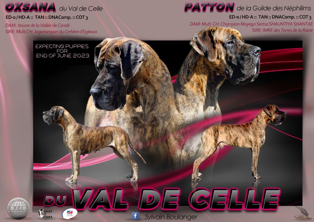 Du Val De Celle - Dogue allemand - Portée née le 30/06/2023