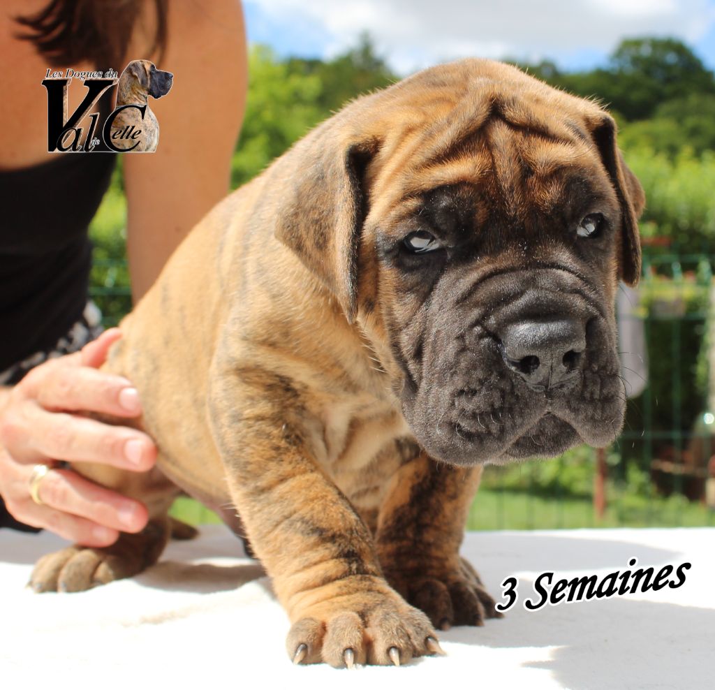 Du Val De Celle - Chiots disponibles - Dogue allemand