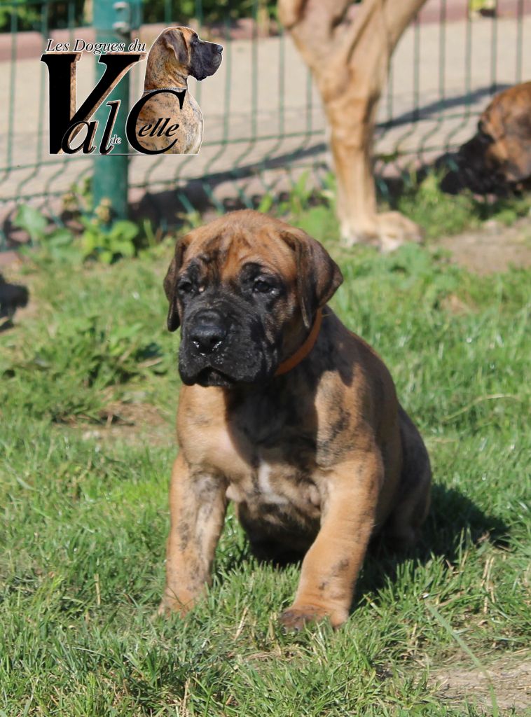 Du Val De Celle - Chiots disponibles - Dogue allemand