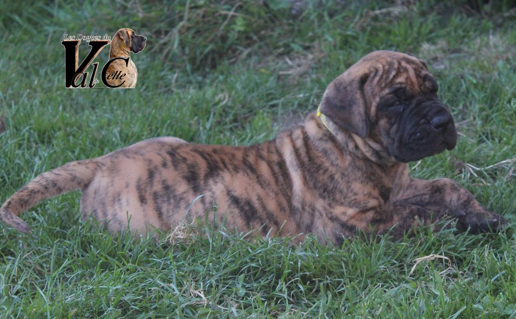 Du Val De Celle - Chiots disponibles - Dogue allemand