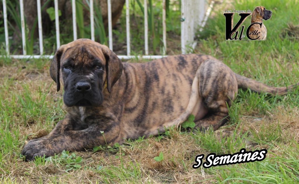 Du Val De Celle - Chiots disponibles - Dogue allemand