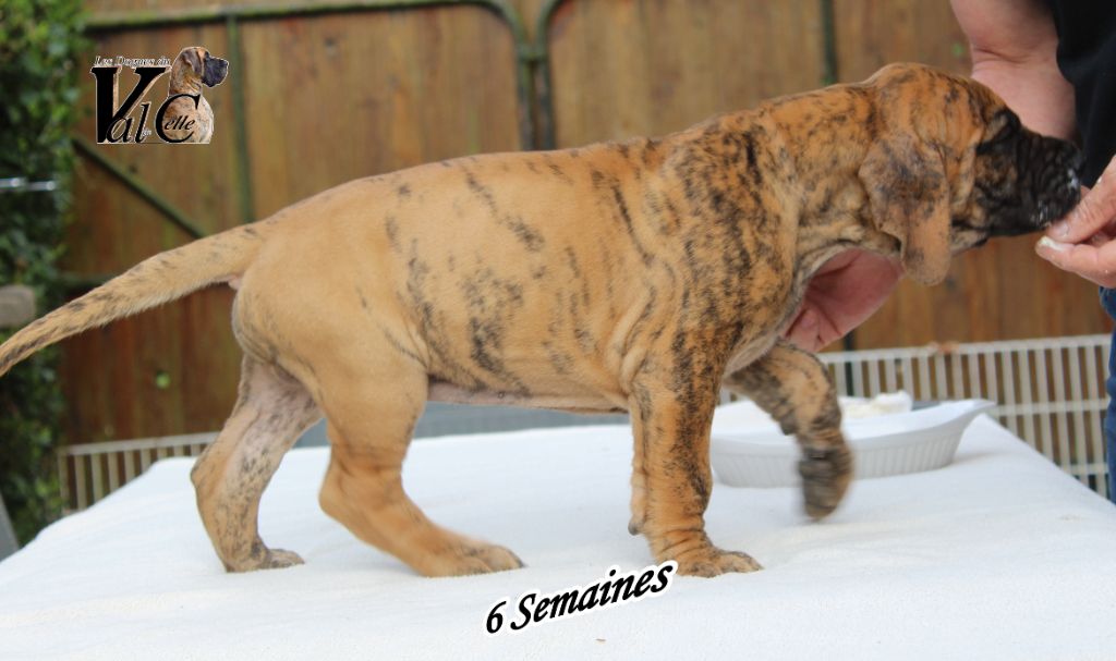 Du Val De Celle - Chiots disponibles - Dogue allemand