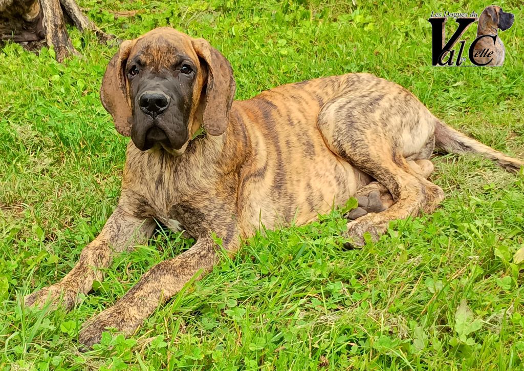 Du Val De Celle - Chiots disponibles - Dogue allemand