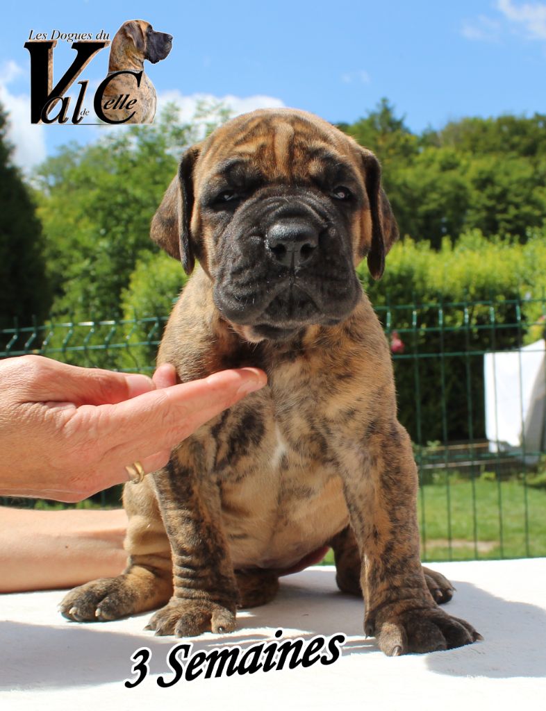 Du Val De Celle - Chiots disponibles - Dogue allemand