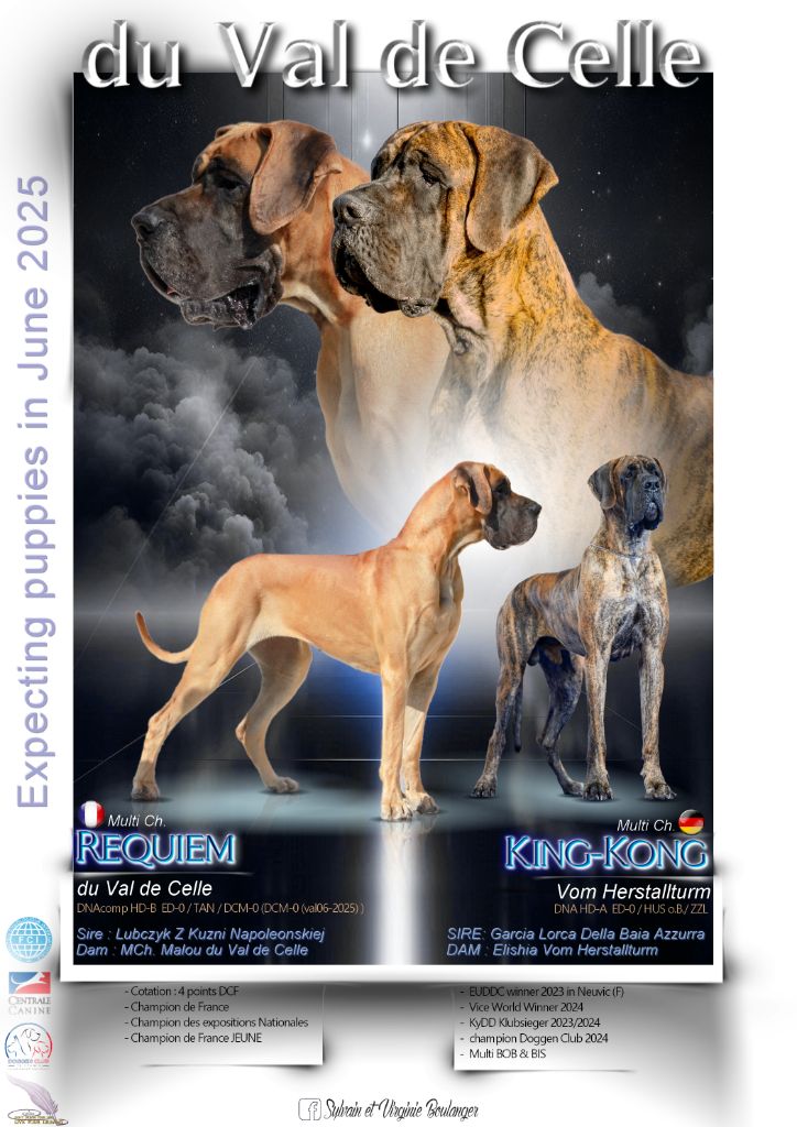 Du Val De Celle - Chiots disponibles - Dogue allemand