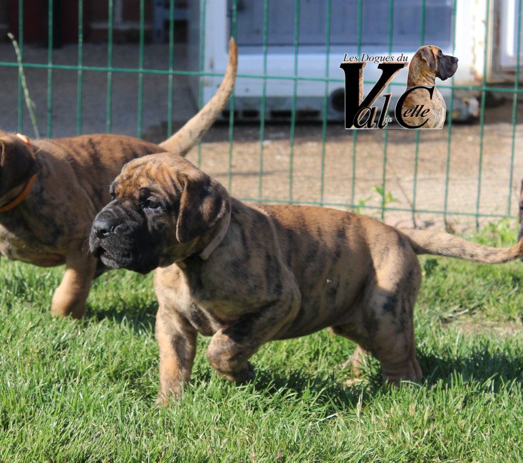 Du Val De Celle - Chiots disponibles - Dogue allemand