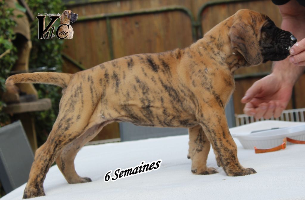 Du Val De Celle - Chiots disponibles - Dogue allemand