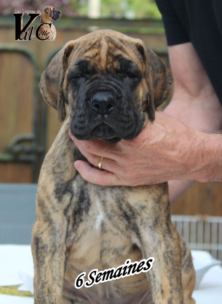 Du Val De Celle - Chiots disponibles - Dogue allemand