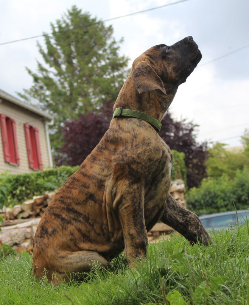 Du Val De Celle - Chiots disponibles - Dogue allemand