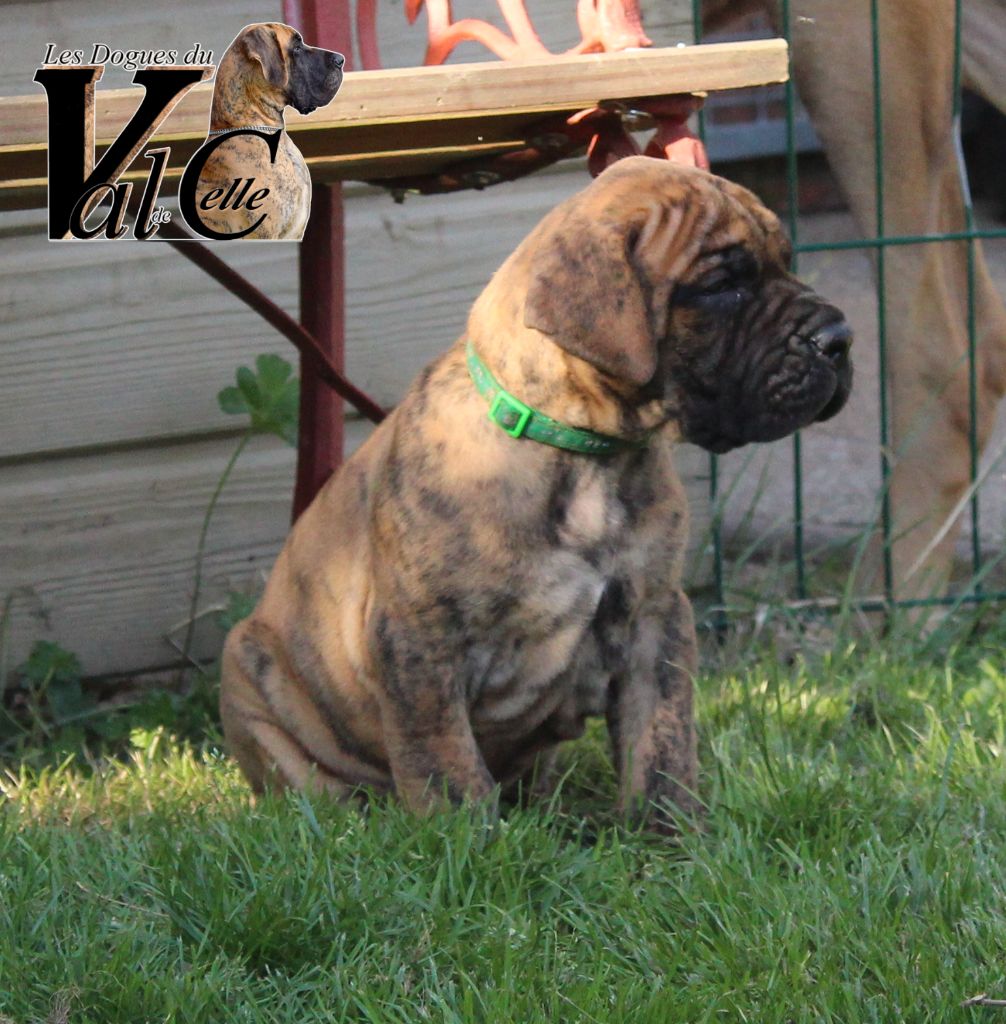 Du Val De Celle - Chiots disponibles - Dogue allemand